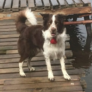 Логотип @chapkinssss - Группа чапки