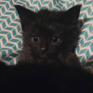 Логотип @charismaxfk - сын курседа)