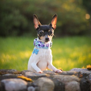 Логотип @charlidziaa - 🐾Dog Photos/Zakky📷