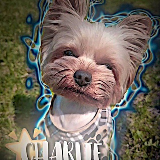 Логотип @charlixszz - чᴀᴩᴧиᴋᴄ🐶🐾