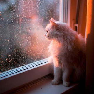 Логотип @charm_shot - Упоения Кадр