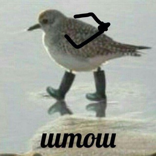 Логотип @chart_muse - Музыкальный чат | Обсуждение и общение