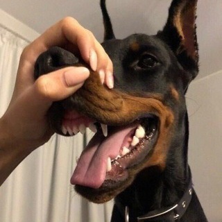 Логотип @chastichka_dushii - ❄️🎄♥️ⒸⒽⒶⓈⓉⒾⒸⒽⓀⒶ ⒹⓊⓈⓗⒾ♥️🎄⛄️ Chat