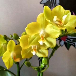 Логотип @chat_cvetochki41 - ЧАТ 🍀🌼 Цветочки41 🌼🍀