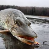 Логотип @chat_fish - Рыбалка PRO © ЧАТ