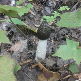 Логотип @chat_griby - Грибы🌳🍄🌲