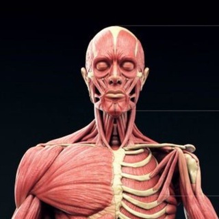 Логотип @chat_humanat - Анатомия как смысл жизни.