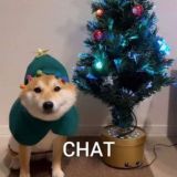 Логотип @chat_irl - me_irl Chat