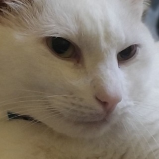 Логотип @chat_kotof - Чат котиков