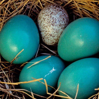 Логотип @chat_kykyxa - Kykyxa.com - чат