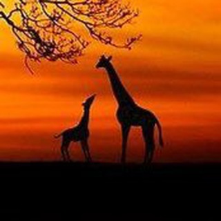 Логотип @chat_nablyude - Курс Наблюдателя Chat