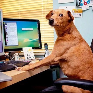 Логотип @chataboutdogs - Чат любителей собак