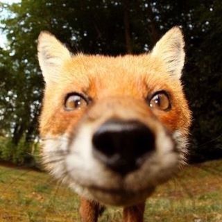 Логотип @chatanimet - домик