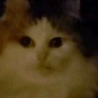 Логотип @chatbases_brute - Чат/Chat
