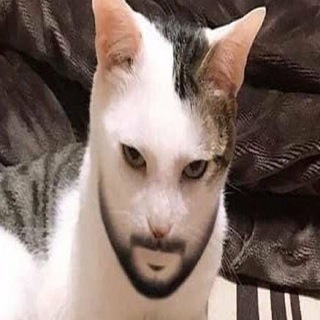 Логотип @chatcatplus - Котэ