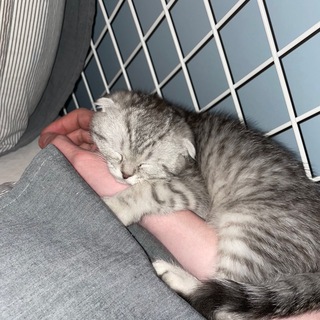 Логотип @chatdanyku - чят???