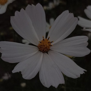 Логотип @chatdlakanala121 - Мысли в Слух