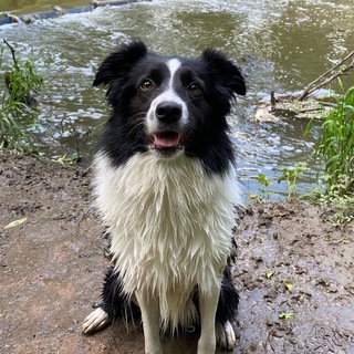 Логотип @chatdressdog - Ауди и моя зоопсихология Chat