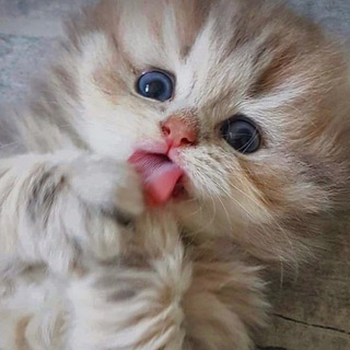 Логотип @chatgeeev - Милые котята