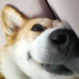 Логотип @chatgems - Отзывы о покупках❣️