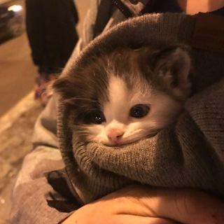 Логотип @chatik - Чатик✨