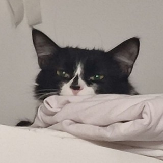 Логотип @chatikpapapa - заседание капибарочек