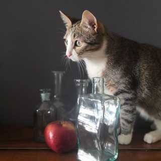 Логотип @chatkotaimmanuila - Цветы и котики