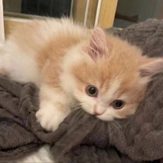Логотип @chatpalacha - Chat Palacha