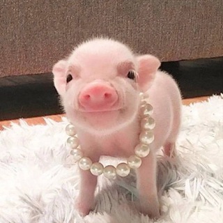 Логотип @chatporosyat - Чат грустных поросят 🐽