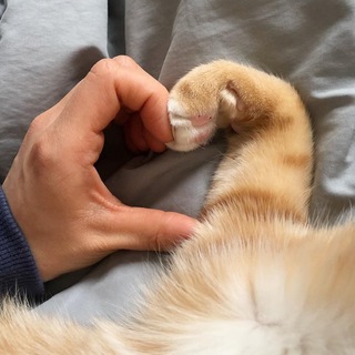 Логотип @chats_cats_kocky_koty - Сhats & cats & kočky & koty