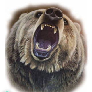 Логотип @chatsevernymed - Чат Северный Мёд