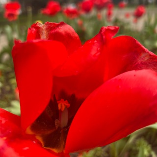 Логотип @chatsochirai - Теперь живём в Сочи Chat