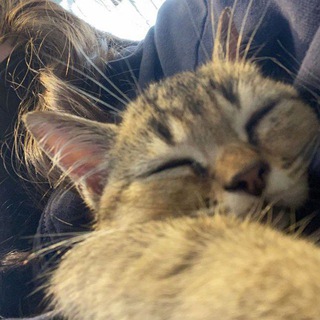 Логотип @chatspped - ♡chat speed sounds