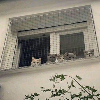 Логотип @chattanodissx - мои 🤏