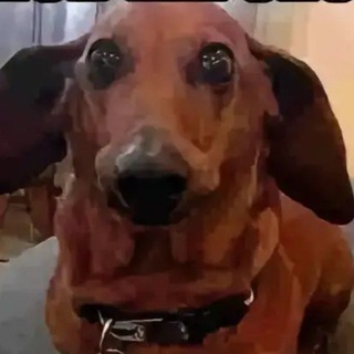 Логотип @chatyazikov - Чат Языков