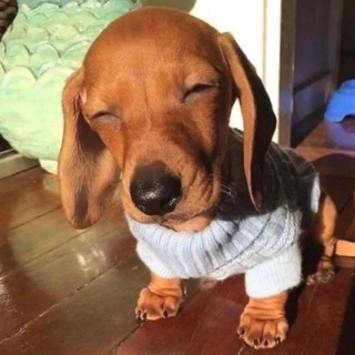 Логотип @chatyeard - yeard.tg Chat