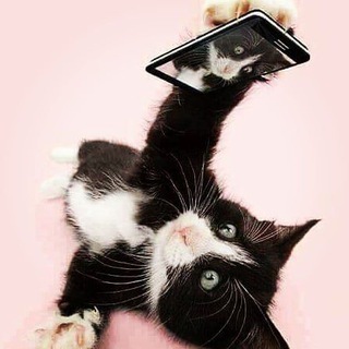 Логотип @chebekici - Черно-белые кошки 😍