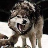 Логотип @chechensc - ЧЕЧЕНЦЫ