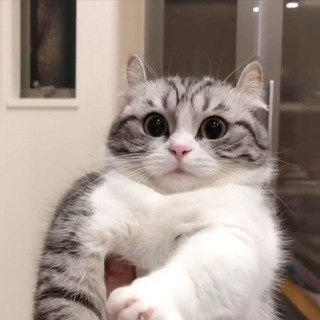 Логотип @chectchat - 👽ar6y3ik|WoT Blitz Chat👽