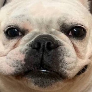 Логотип @cheechako - чичако