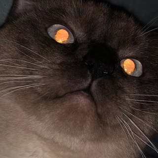 Логотип @cheeeetuuuuu - канал кота Chat