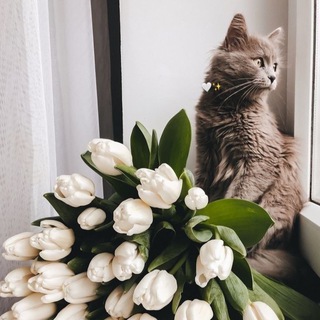 Логотип @cheerfulma - Шпалери/Обої на телефончик 🥰❤️‍🔥