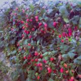 Логотип @chelovoeobsujdenie - 🅴🆅🅸🅻 🅻🅴🅰🅶🆄🅴