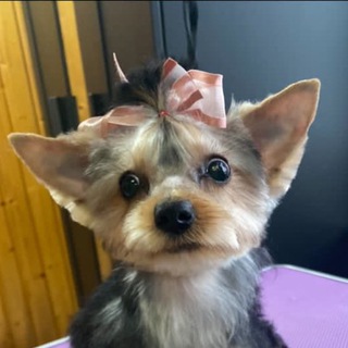 Логотип @chelsylife - Жизнь маленькой Челси