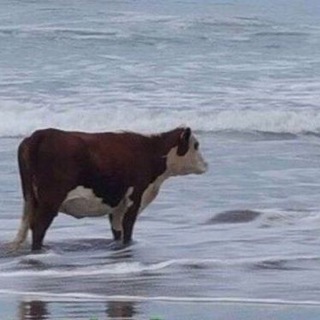 Логотип @cherdakmemov - добрые картиночки