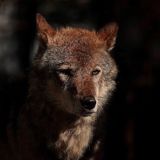 Логотип @chertogvolka - Чертог Волка