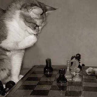 Логотип @chessfurs - Chess Furs (SFW)