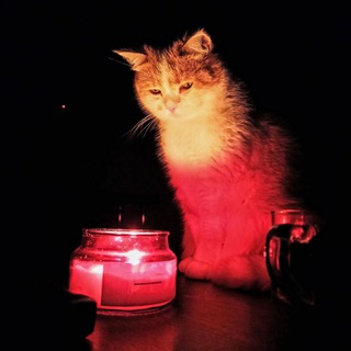 Логотип @chestnayalubimaya - Здесь обязательно будет название