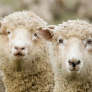 Логотип @chestnykrym - Честный Крым