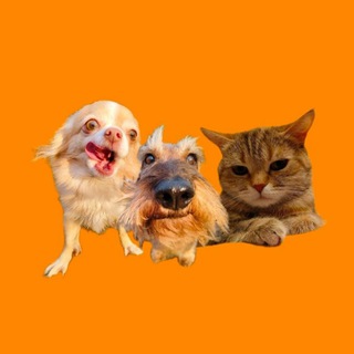 Логотип @chetire_drugnix_lapi - Четыре дружных лапы